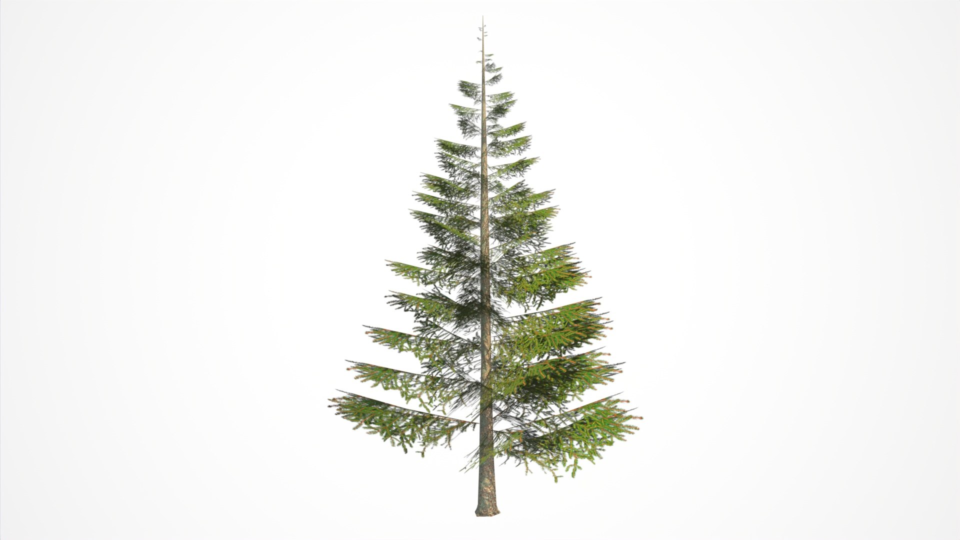 Norway spruce tree conifer low poly model https://p.turbosquid.com/ts-thumb/ui/fgA1S9/Tf/2/jpg/1732305482/1920x1080/fit_q87/5e2542e87cb90b1bcaad31335e00835c239379ca/2.jpg