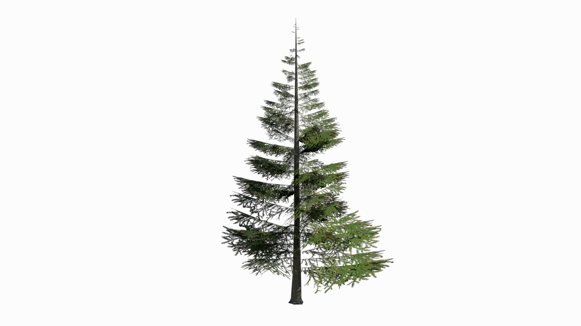 Norway spruce tree conifer low poly model https://p.turbosquid.com/ts-thumb/ui/fgA1S9/xI/3/png/1732305562/1920x1080/fit_q87/294b6903d5964c98efb91f909c5a7178ef952587/3.jpg