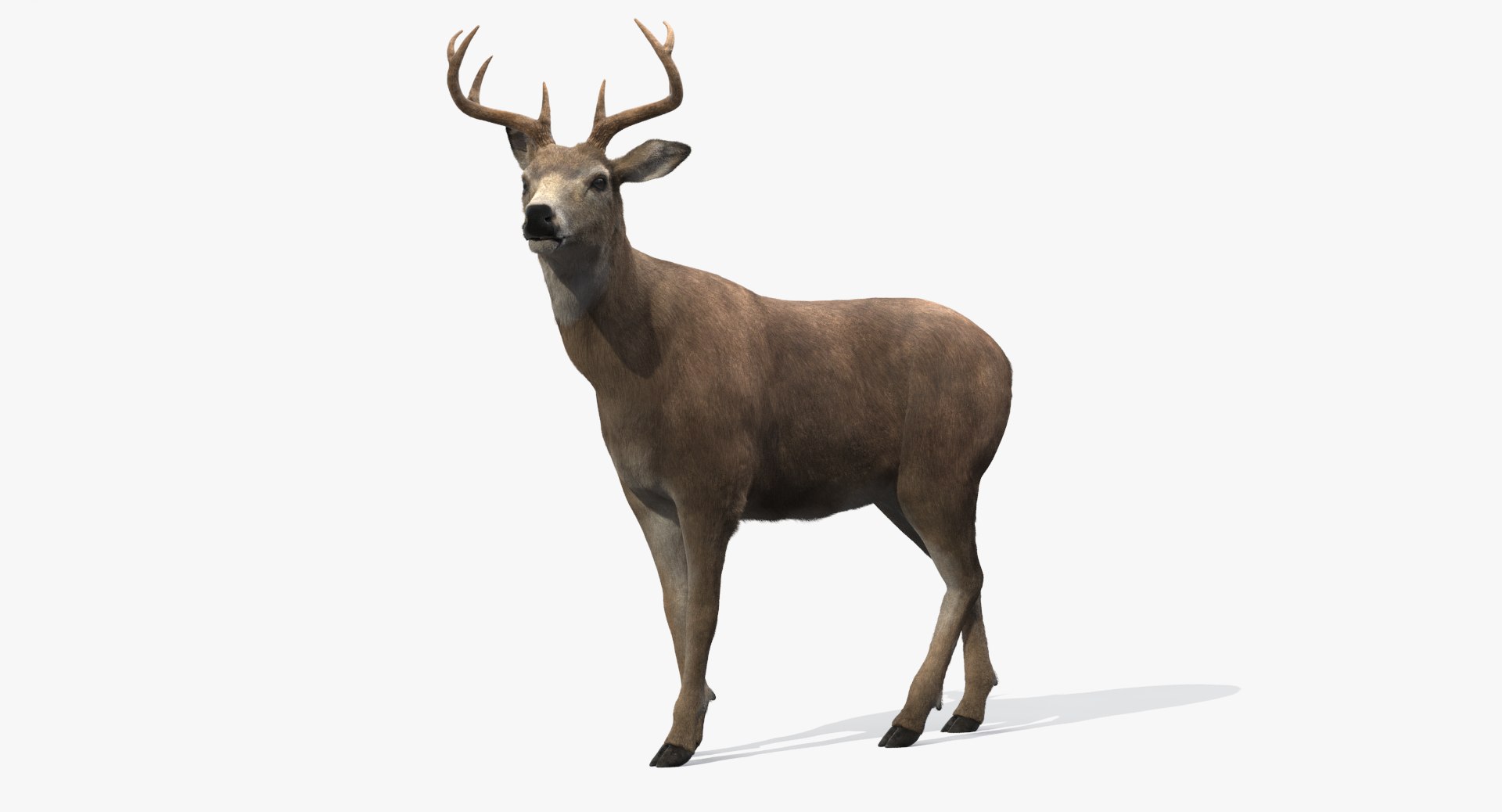 deer rigged fur 3d model https://p.turbosquid.com/ts-thumb/ui/qTMxSn/pn3EYfEb/signwide/png/1488531686/1920x1080/fit_q87/5785ab043be2ced4c9b0adb16836863f0777e122/signwide.jpg