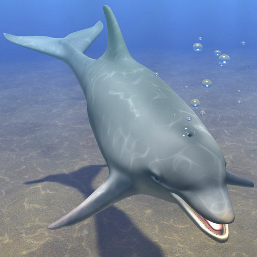 dolphin animations blowhole c4d https://p.turbosquid.com/ts-thumb/ui/qaEzdz/6TvsaFqW/oben/jpg/1333645781/1920x1080/fit_q87/4c47cf26991029bd42b68cb68ebb0370b2d7a315/oben.jpg