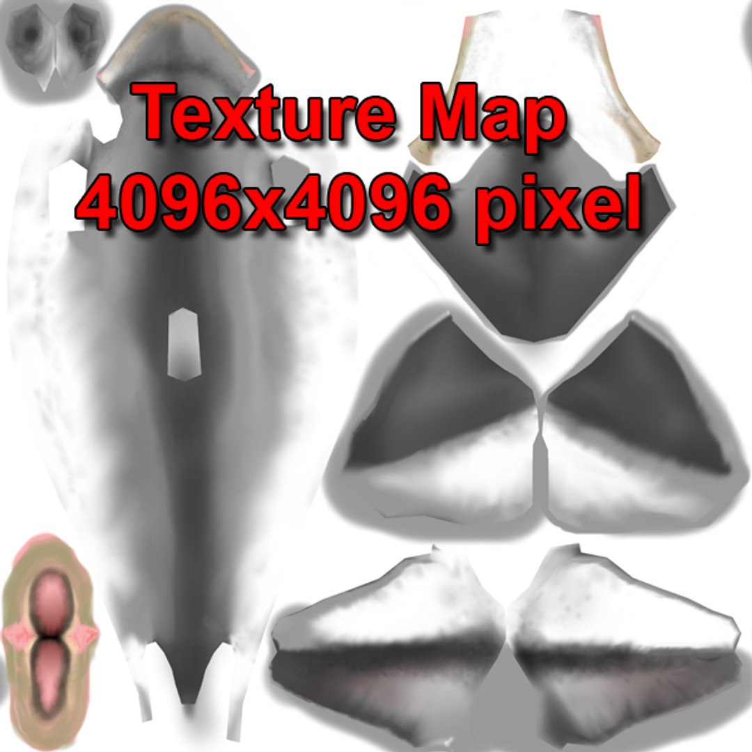 dolphin animations blowhole c4d https://p.turbosquid.com/ts-thumb/ui/qaEzdz/SQ9FgVRG/texture/jpg/1333645781/1920x1080/fit_q87/fba929c86cc1d80c77df50f0ce862bfddfbb0d49/texture.jpg