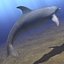 dolphin