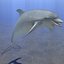 dolphin