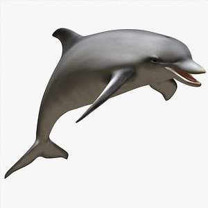 dolphin
