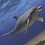 dolphin