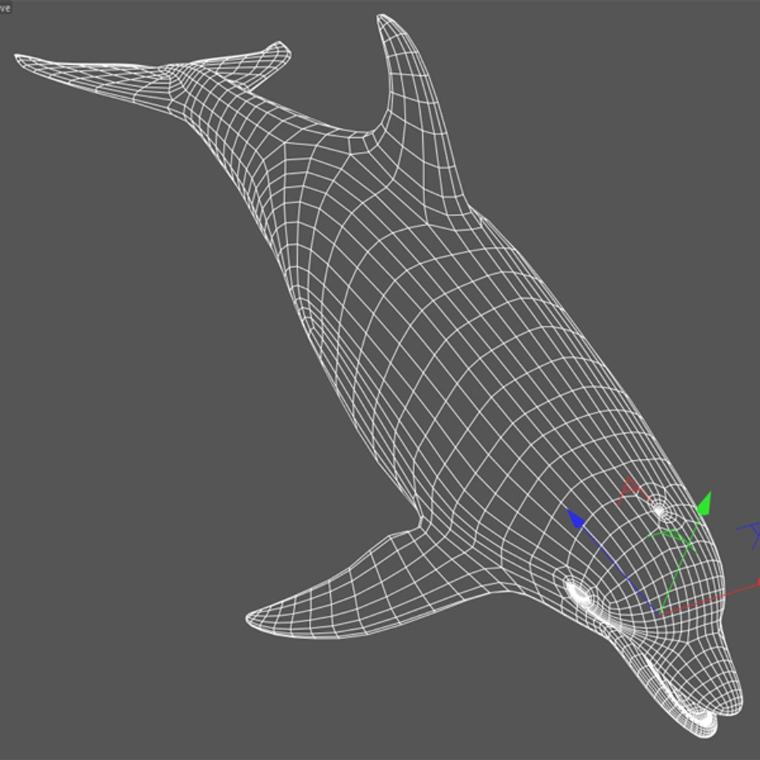 dolphin animations blowhole c4d https://p.turbosquid.com/ts-thumb/ui/qaEzdz/orunjZuA/wire2/jpg/1334427939/1920x1080/fit_q87/db1394c1e3fc84757bfb4139df46f5560e79f5d3/wire2.jpg