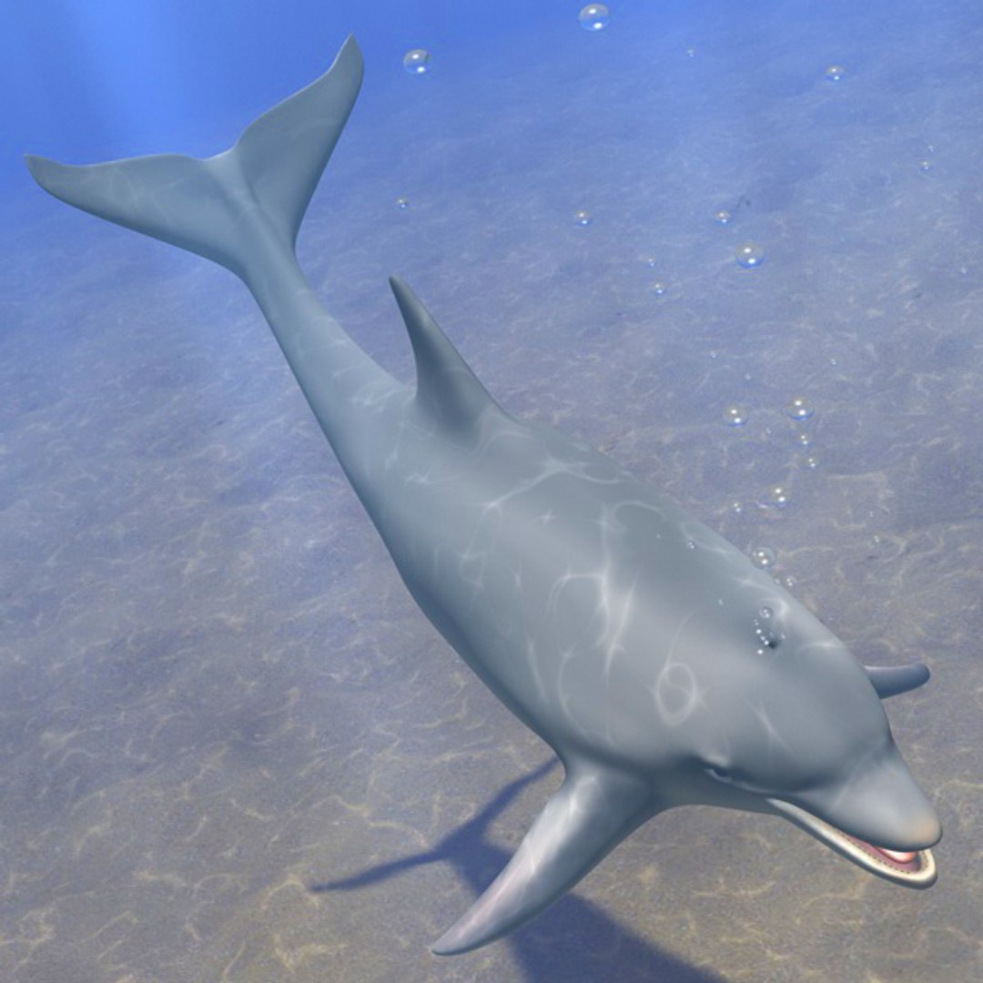 dolphin animations blowhole c4d https://p.turbosquid.com/ts-thumb/ui/qaEzdz/vfKK1aUQ/oben2/jpg/1333645781/1920x1080/fit_q87/f1092f9b11828e5db6f9d17a721ef077aea30b56/oben2.jpg