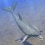 dolphin