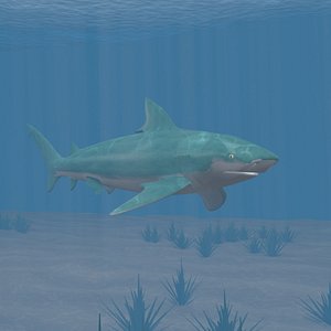 bull shark rigged for 3dmax 3D