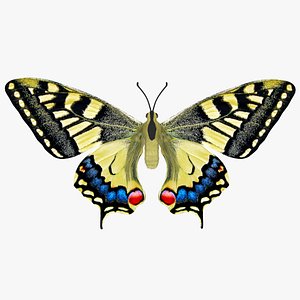 Papilio Machaon Butterfly
