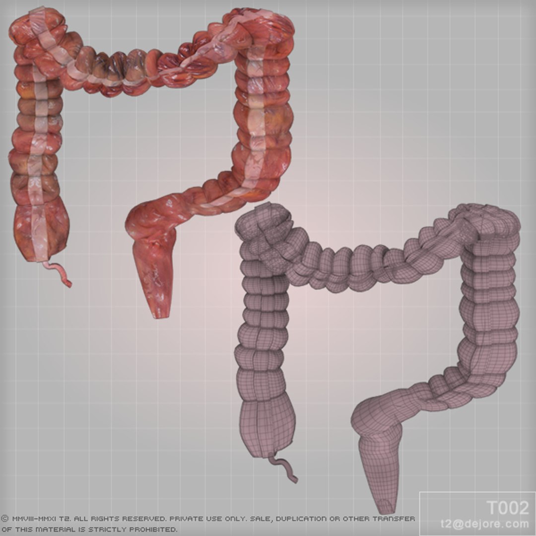 3ds Max Colon Large Intestine
