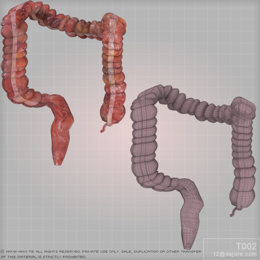 3ds Max Colon Large Intestine