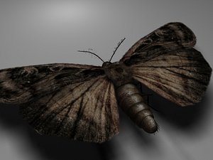 3d moth alpha model
