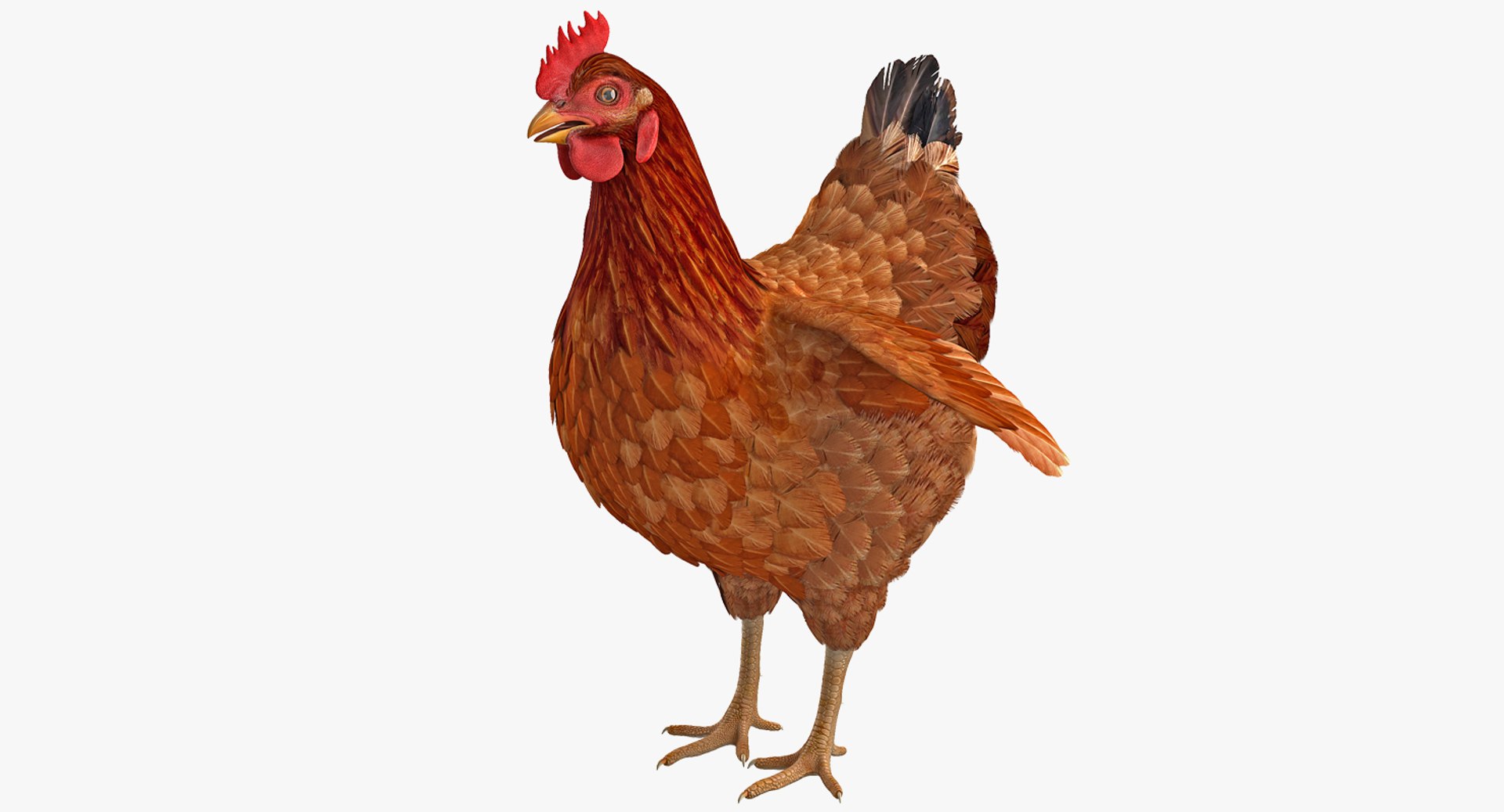 Brown Chicken 3D model preview