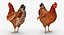 3D brown chicken