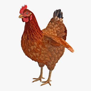 3D brown chicken