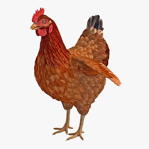 Brown Chicken