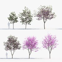 Cercis siliquastrum Judas tree