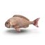 3d model bream fish
