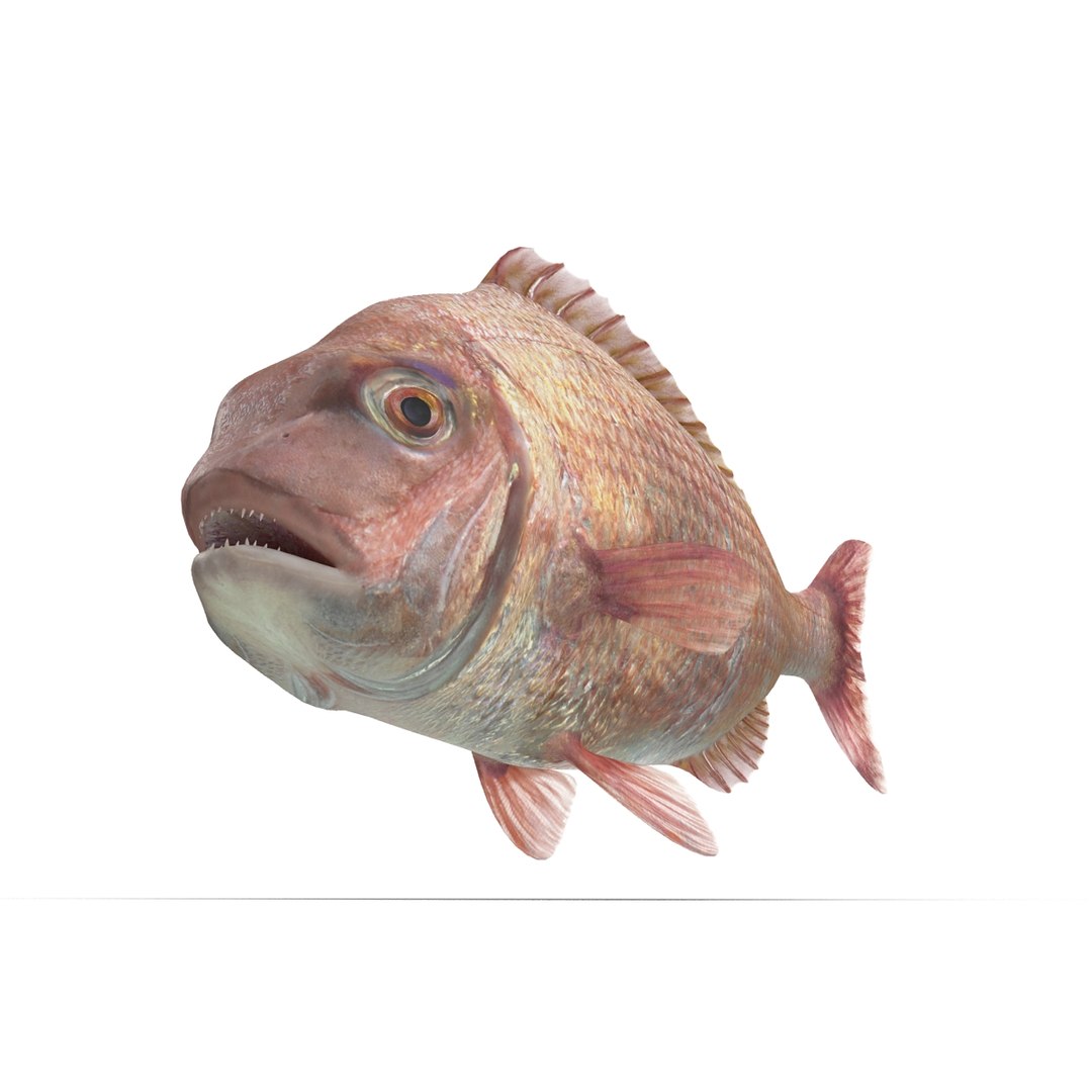 3d model bream fish https://p.turbosquid.com/ts-thumb/uj/vyaZdf/s0v1vkGk/bream_fish_007/jpg/1405454585/1920x1080/fit_q87/6b418e0724001f8dc8bb0db5557cb23d0904417c/bream_fish_007.jpg