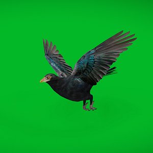 3D Asian Koel Cuckoo Bird
