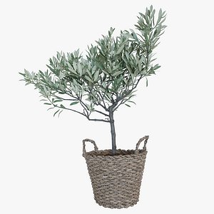 olive tree basket model