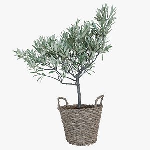 Olive tree in a basket