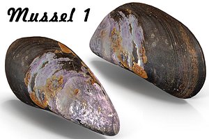 mussel pbr model