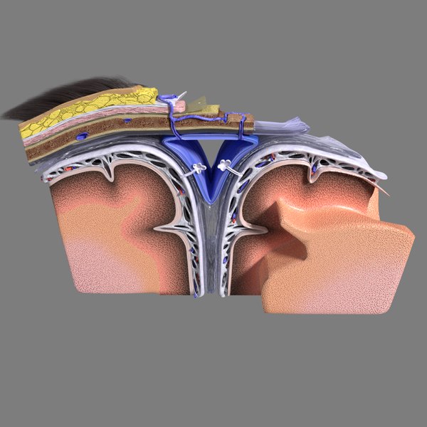 brain meninges scalp labelled 3D