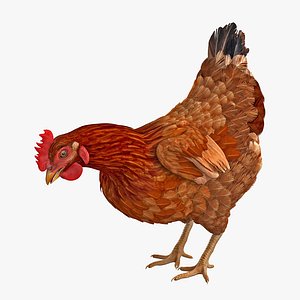 3D brown chicken eating model