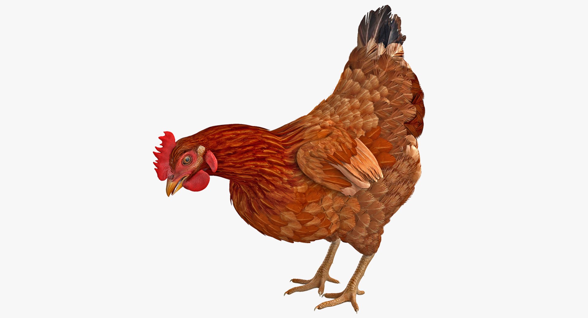 Brown Chicken Eating Pose 3D Model 3D model preview
