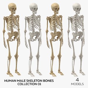 3D Human Male Skeleton Bones Collection 01 - 4 models