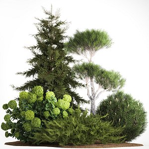 Spruce and pine topiary with hydrangea bushes for the garden 1186