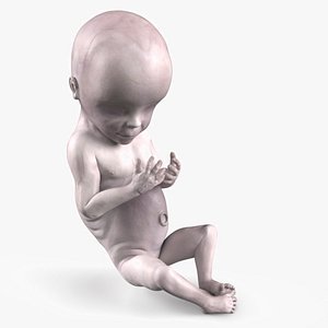 3D Human Fetal Model at 20 Weeks Gestation model