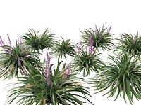 Liriope muscari - blue lily turf