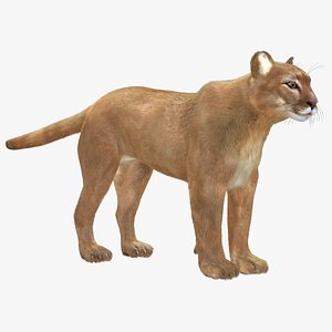 Puma Fur 3D model
