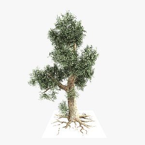 Camphor Tree 3D