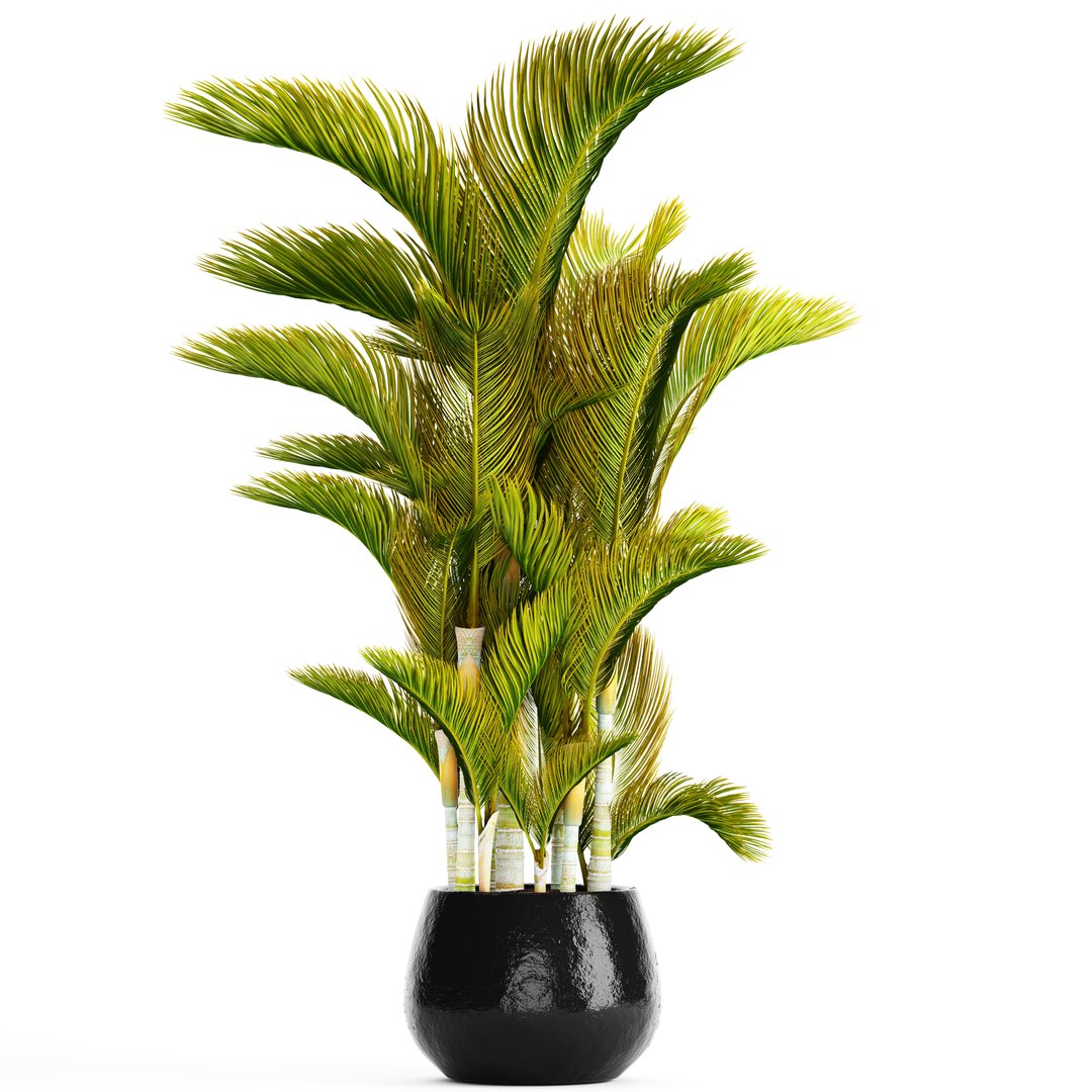 hyophorbe dypsis lutescens model https://p.turbosquid.com/ts-thumb/ul/0GYVTs/0m2tCVVJ/dypsis01/jpg/1507216401/1920x1080/fit_q87/dcec05c2c6e55da0adc7bcc911369cb836ad4721/dypsis01.jpg