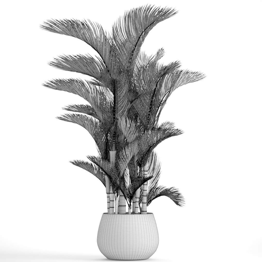 hyophorbe dypsis lutescens model https://p.turbosquid.com/ts-thumb/ul/0GYVTs/9p25XpoF/dypsis09/jpg/1507216401/1920x1080/fit_q87/a6652505c04ef7461408095a28cbdcb3aedb8d9b/dypsis09.jpg