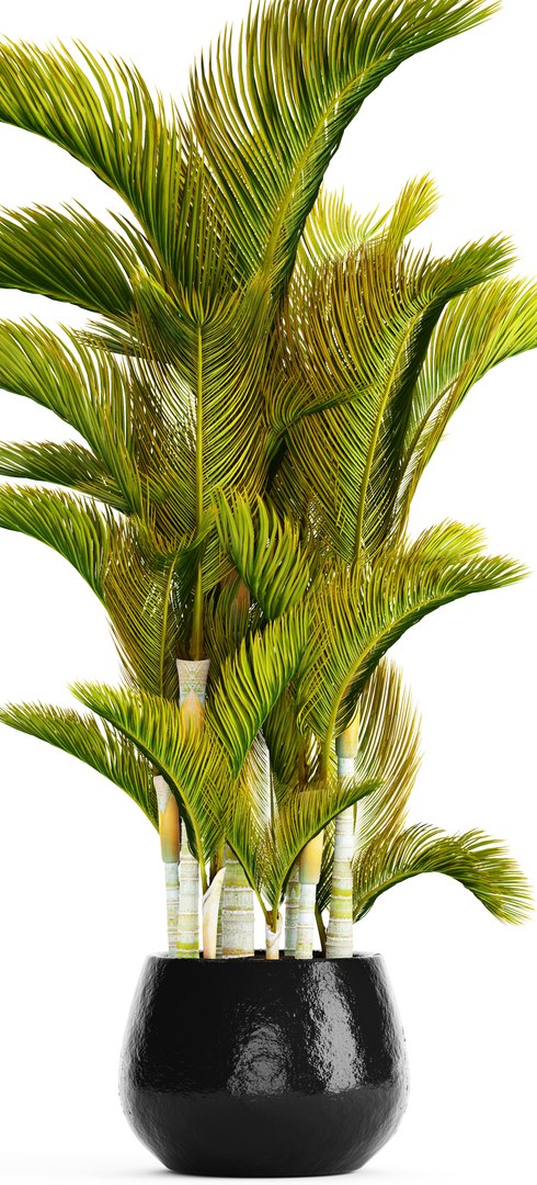 hyophorbe dypsis lutescens model https://p.turbosquid.com/ts-thumb/ul/0GYVTs/P0KQym6C/dypsis03/jpg/1507216401/1920x1080/fit_q87/6ae66b380f26d1bf59a746b377d9af1d193632f4/dypsis03.jpg