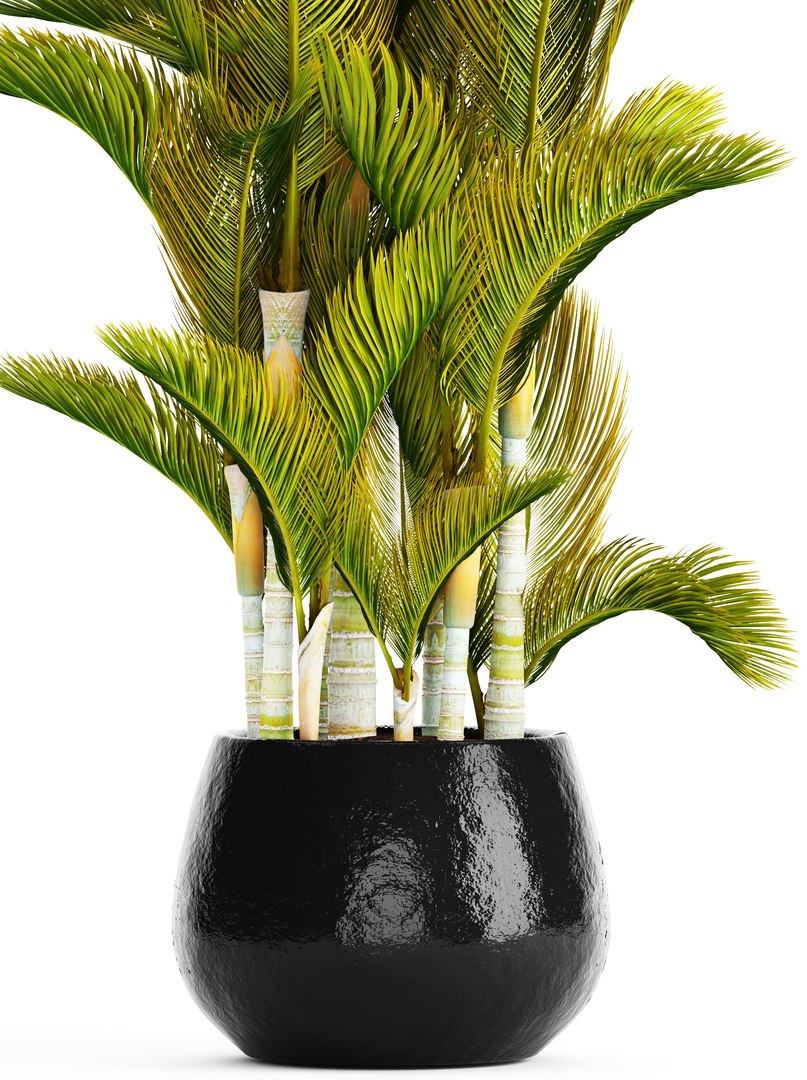 hyophorbe dypsis lutescens model https://p.turbosquid.com/ts-thumb/ul/0GYVTs/c5zEqZc3/dypsis04/jpg/1507216401/1920x1080/fit_q87/54c910cb7d676d64fe076378effab027e7a181c6/dypsis04.jpg