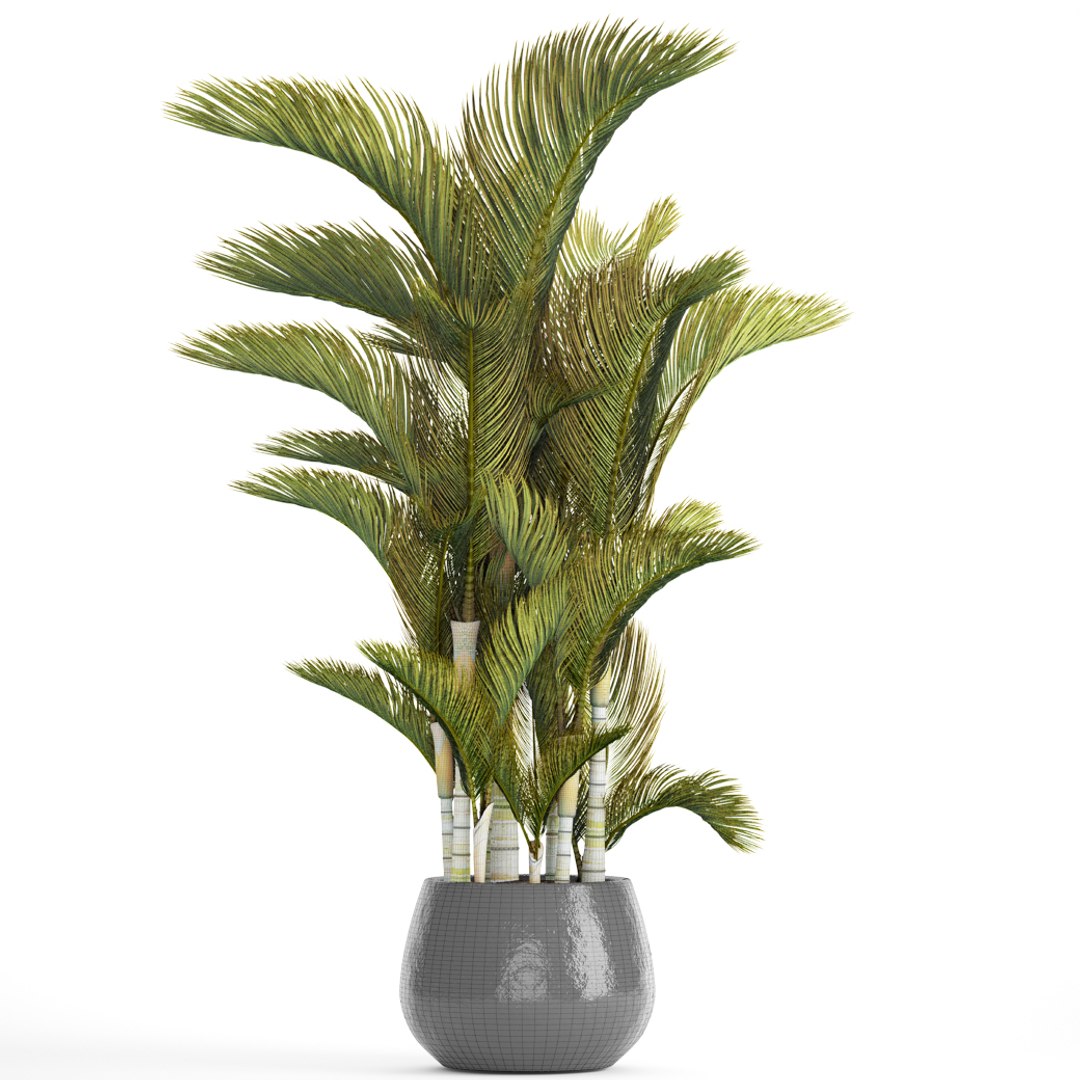 hyophorbe dypsis lutescens model https://p.turbosquid.com/ts-thumb/ul/0GYVTs/wKJCpsqW/dypsis08/jpg/1507216401/1920x1080/fit_q87/02c0bdd5c1ecc89f22e2809b50118d457601d417/dypsis08.jpg