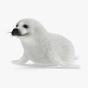 Juvenile Harp Seal (Fur)