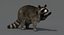 3D raccoon rigged