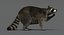 3D raccoon rigged