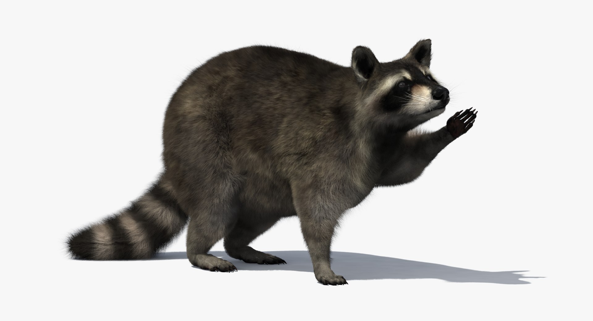 3D raccoon rigged https://p.turbosquid.com/ts-thumb/ul/5M1Xw4/PGULC1o7/raccoonsignwide/png/1492957605/1920x1080/fit_q87/977876a2f9effe57dbb45c1d15e08cb98da8d1ba/raccoonsignwide.jpg