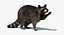 3D raccoon rigged