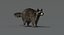 3D raccoon rigged