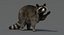 3D raccoon rigged
