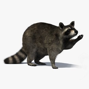 3D raccoon rigged